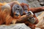 Orang Utans