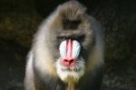 Mandrill