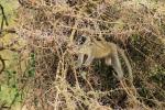 Grüne Meerkatze im Stachelwald