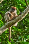 Roter Colobus in Kibale