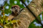 Roter Colobus in Kibale