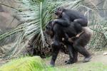 Schimpansenfamilie 4