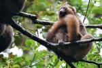 Goldener Bambuslemur