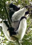 Indri 4