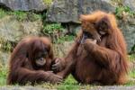 Orang Utan Dortmunder Zoo