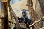 Angola-Guereza Jungtier im Zoo Magdeburg