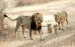 Löwenfamilie im Sasan Gir NP
