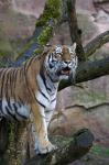 Tiger im Zoo Nürnberg