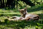 Luchs sonnt sich