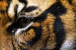 Zoo Heidelberg: Sumatra-Tiger