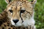 Gepard1