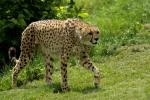 Gepard2