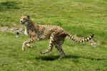 Gepard3