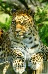 Amur Leopard