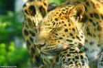 Amur Leopard 2