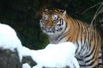 Tiger im Schnee