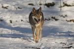 Wolf im Schnee