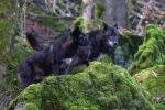 Wolfsgehege Kasselburg 2 Timberwölfe warten