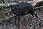 Wolfsgehege Kasselburg Timberwolf drohend