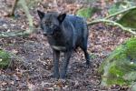 Wolfsgehege Kasselburg Timberwolf beobachtet gespannt