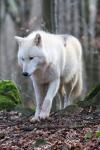 Wolfsgehege Kasselburg Polarwolf stehend 2