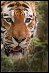 Ein Bild von einem Tiger 2