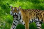 Neugieriger Tiger