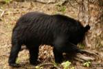 Black Bear, Smoky Mountains National Park