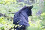 Black Bear, Smoky Mountains National Park