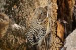 Leopard in Kidepo