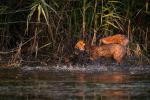 Fuchs und Nutria