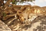 Köwenfamilie in der Serengeti 01