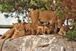 Löwenfamilie in der Serengeti 06