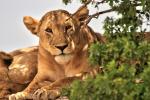 Löwenfamilie in der Serengeti 06