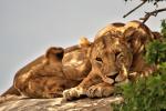 Löwenfamilie in der Serengeti 06