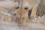 Etosha Löwe