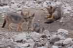 Etosha Schabrackenschakalwelpen