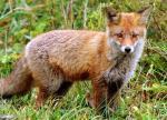 Fuchs 2