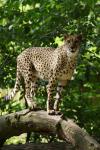 Gepard