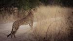 Gepard auf der Jagd