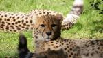 Gepard Zoo Münster