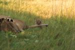 Kleiner Löwe bei der Jagd