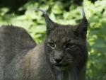 Luchs