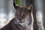 Luchs