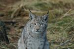 Luchs aus raw entw. (DxO) A 580 - 1600 ISO