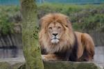 Löwe aus dem Zoo Münster