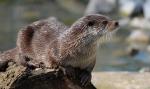 Otter3