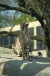 Gepard im Basler Zoo