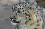 Schneeleopard im Zoo Magdeburg