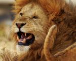 Lionking